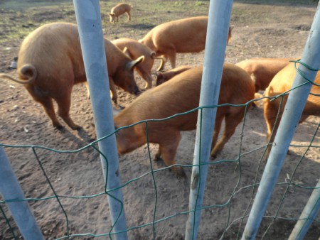 CET '14 "DAT VARKENTJE ZULLEN WE EENS WASSEN..."